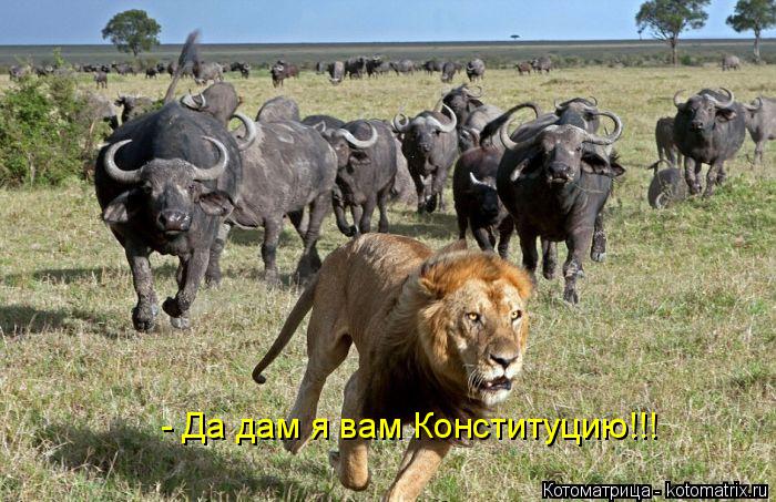 - Да дам я вам Конституцию!!!... Котоматрица: - Да дам я вам Конституцию!!!