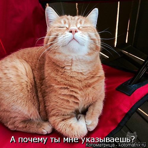 А почему ты мне А почему ты мне указываешь?... Котоматрица: А почему ты мне А почему ты мне указываешь?