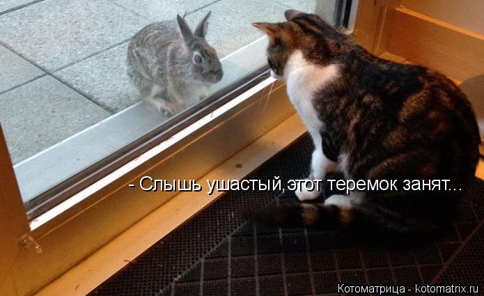 Котоматрица: - Слышь ушастый,этот теремок занят...