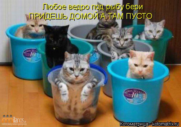 Любое ведро под рыбу бери ПРИДЕШЬ ДОМОЙ А ТАМ ПУСТО... Котоматрица: Любое ведро под рыбу бери ПРИДЕШЬ ДОМОЙ А ТАМ ПУСТО
