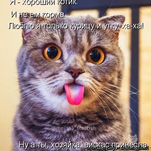 Я - хороший котик. И не ем корма. Люблю я только курицу и утку, ха-ха! Ну а ты, хозяйка, вискас прин... Котоматрица: Я - хороший котик. И не ем корма. Люблю я только курицу и утку, ха-ха! Ну а ты, хозяйка, вискас принесла...
