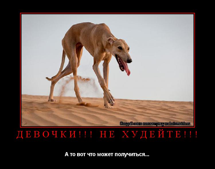 ДЕВОЧКИ!!! НЕ ХУДЕЙТЕ!!! А то вот что может получиться...... Котоматрица: ДЕВОЧКИ!!! НЕ ХУДЕЙТЕ!!! А то вот что может получиться...