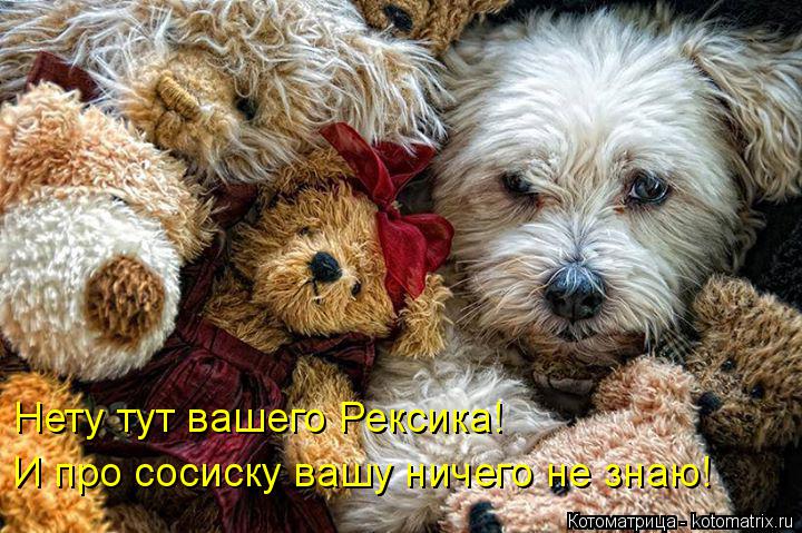 Нету тут вашего Рексика! И про сосиску вашу ничего не знаю!... Котоматрица: Нету тут вашего Рексика! И про сосиску вашу ничего не знаю!