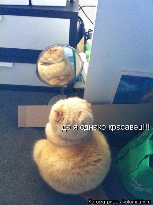 да я однако красавец!!!... Котоматрица: да я однако красавец!!!