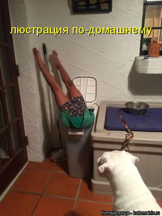 люстрация по-домашнему... Котоматрица: люстрация по-домашнему
