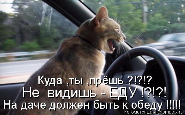 На даче должен быть к обеду !!!!! Не видишь - ЕДУ !?!?! Куда ,ты ,прёшь ?!?!?... Котоматрица: На даче должен быть к обеду !!!!! Не видишь - ЕДУ !?!?! Куда ,ты ,прёшь ?!?!?