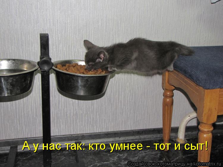 А у нас так: кто умнее - тот и сыт!... Котоматрица: А у нас так: кто умнее - тот и сыт!