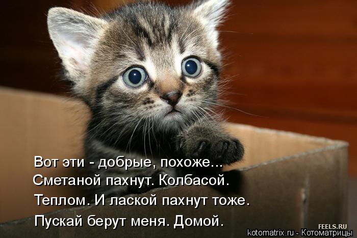 http://kotomatrix.ru/images/lolz/2015/05/17/kotomatritsa_7.jpg