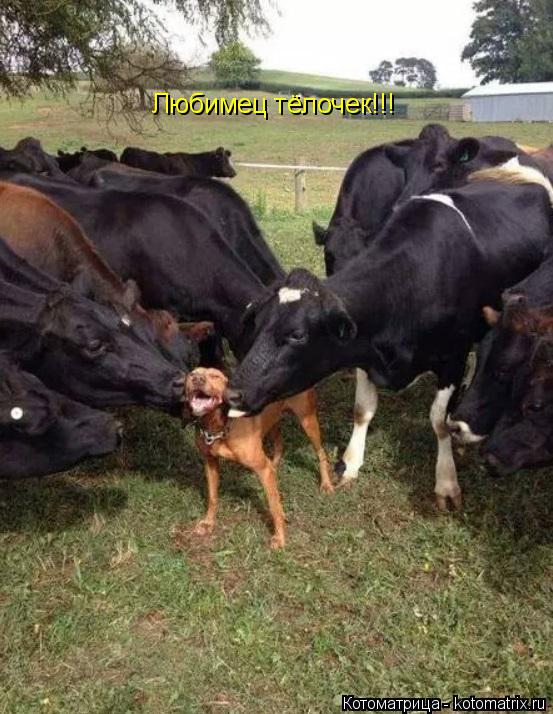 Любимец тёл Любимец тёлочек!!!... Котоматрица: Любимец тёл Любимец тёлочек!!!