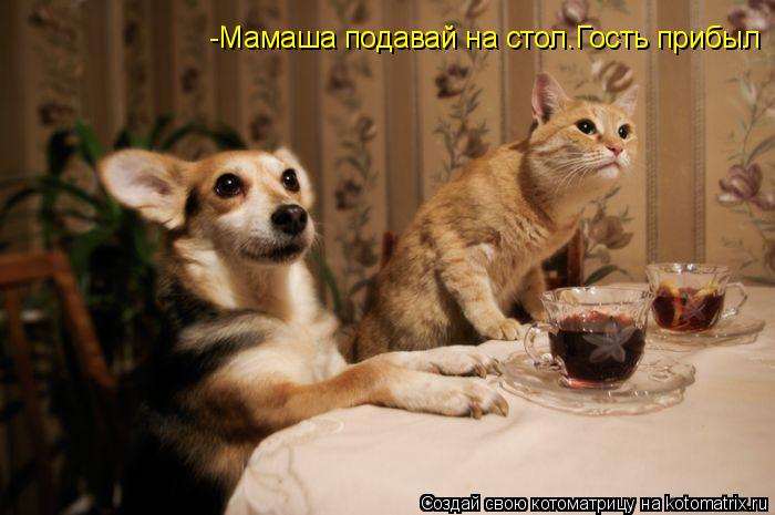 Котоматрица: -Мамаша подавай на стол.Гость прибыл