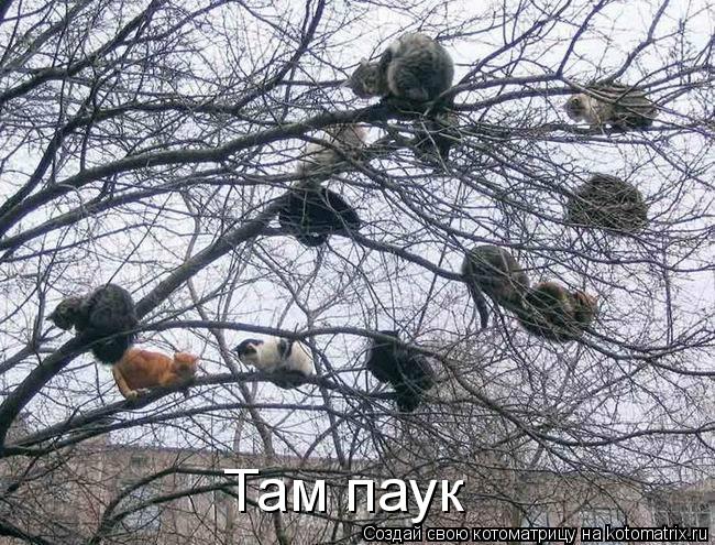Там паук... Котоматрица: Там паук