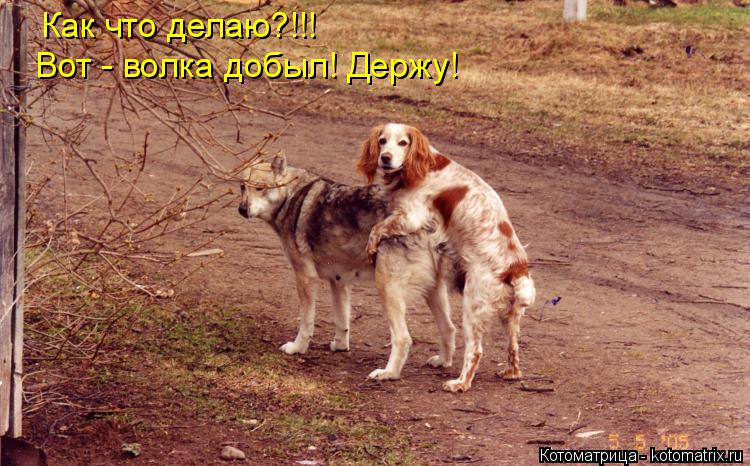 Как что делаю?!!! Вот - волка добыл! Держу!... Котоматрица: Как что делаю?!!! Вот - волка добыл! Держу!