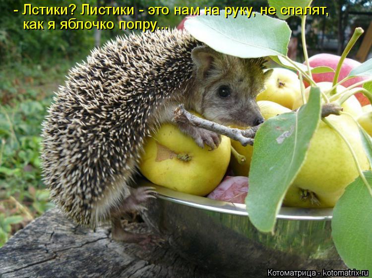- Лстики? Листики - это нам на руку, не спалят, как я яблочко попру...... Котоматрица: - Лстики? Листики - это нам на руку, не спалят, как я яблочко попру...