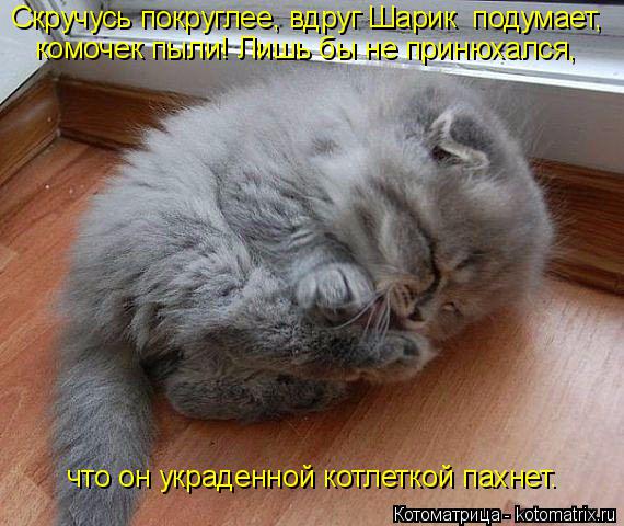 Скручусь покруглее, вдруг Шарик подумает, комочек пыли! Лишь бы не принюхался, что он украденной кот... Котоматрица: Скручусь покруглее, вдруг Шарик подумает, комочек пыли! Лишь бы не принюхался, что он украденной котлеткой пахнет.