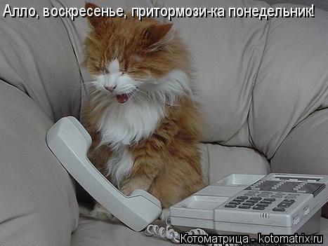 Алло, воскресенье, притормози-ка понедельник!... Котоматрица: Алло, воскресенье, притормози-ка понедельник!