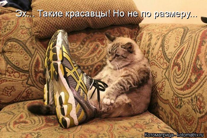 Эх... Такие красавцы! Но не по размеру...... Котоматрица: Эх... Такие красавцы! Но не по размеру...
