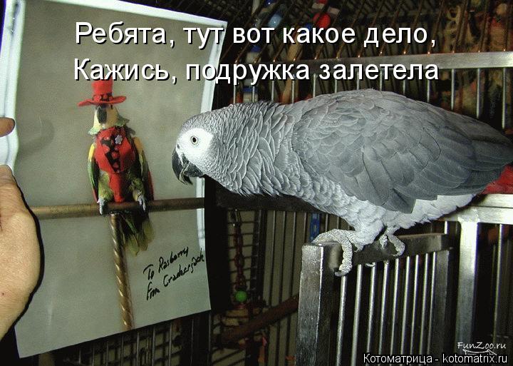 Кажись, подружка залетела Ребята, тут вот какое дело,... Котоматрица: Кажись, подружка залетела Ребята, тут вот какое дело,