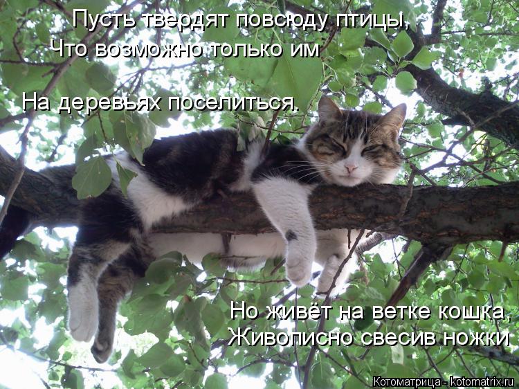 Что возможно только им Пусть твердят повсюду птицы, Живописно свесив ножки На деревьях поселиться. Но... Котоматрица: Что возможно только им Пусть твердят повсюду птицы, Живописно свесив ножки На деревьях поселиться. Но живёт на ветке кошка,