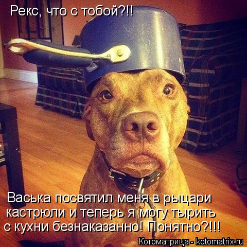 Рекс, что с тобой?!! Васька посвятил меня в рыцари кастрюли и теперь я могу тырить с кухни безнаказан... Котоматрица: Рекс, что с тобой?!! Васька посвятил меня в рыцари кастрюли и теперь я могу тырить с кухни безнаказанно! Понятно?!!!