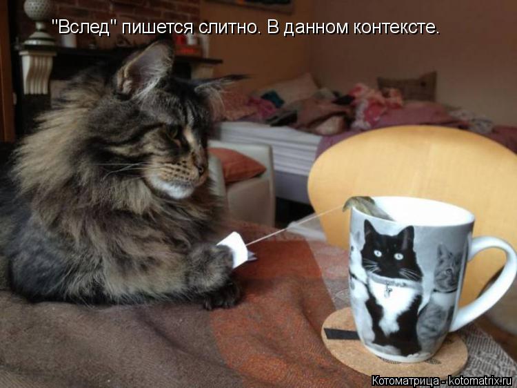 "Вслед" пишется слитно. В данном контексте.... Котоматрица: "Вслед" пишется слитно. В данном контексте.