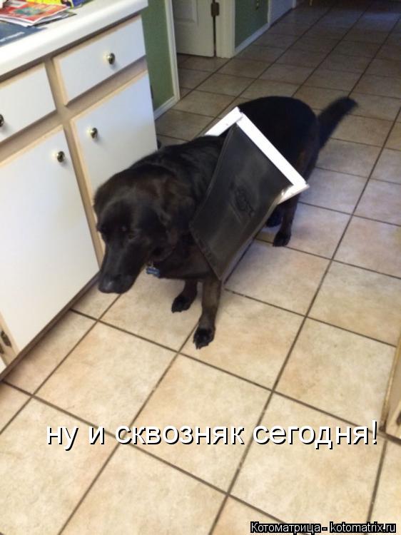 ну и сквозняк сегодня!... Котоматрица: ну и сквозняк сегодня!