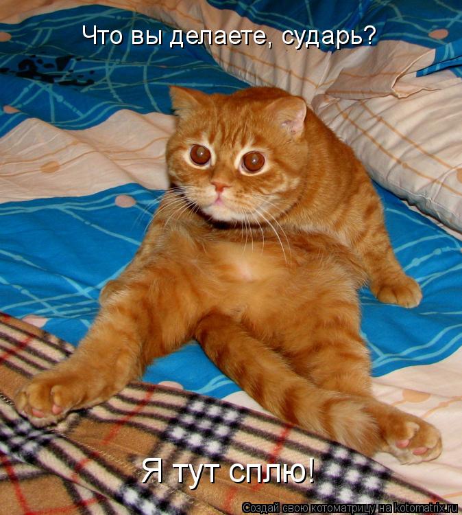 Что вы делаете, сударь? Я тут сплю!... Котоматрица: Что вы делаете, сударь? Я тут сплю!
