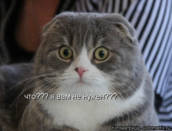 что??? я вам не нужен???... Котоматрица: что??? я вам не нужен???