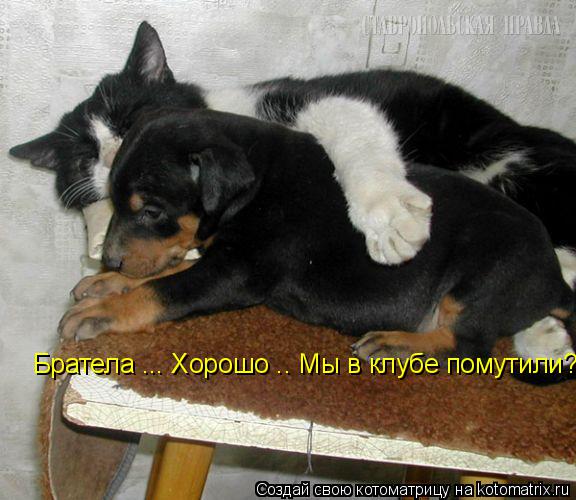 Братела ... Хорошо .. Мы в клубе помутили?... Котоматрица: Братела ... Хорошо .. Мы в клубе помутили?