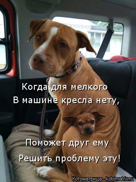 Когда для мелкого В машине кресла нету, Поможет друг ему Решить проблему эту!... Котоматрица: Когда для мелкого В машине кресла нету, Поможет друг ему Решить проблему эту!