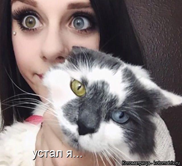 устал я...... Котоматрица: устал я...