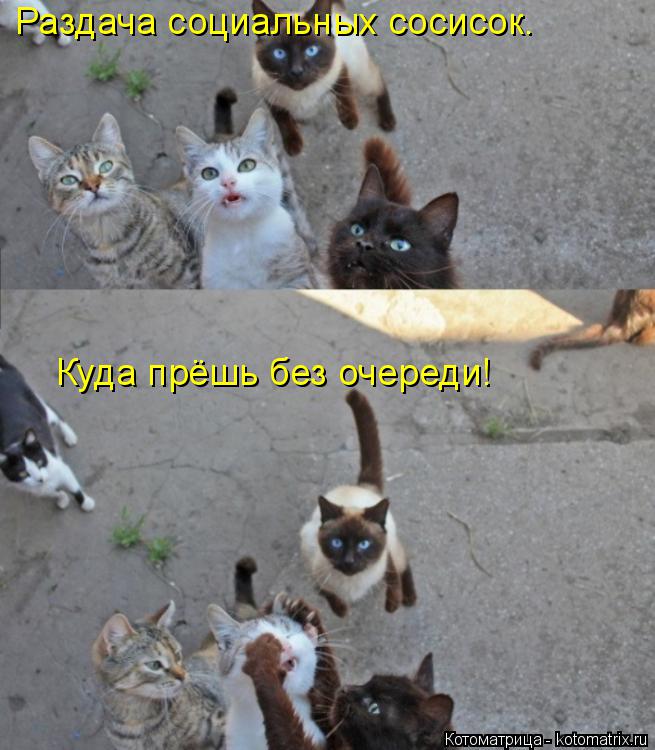 Котоматрица: Куда прёшь без очереди! Раздача социальных сосисок.