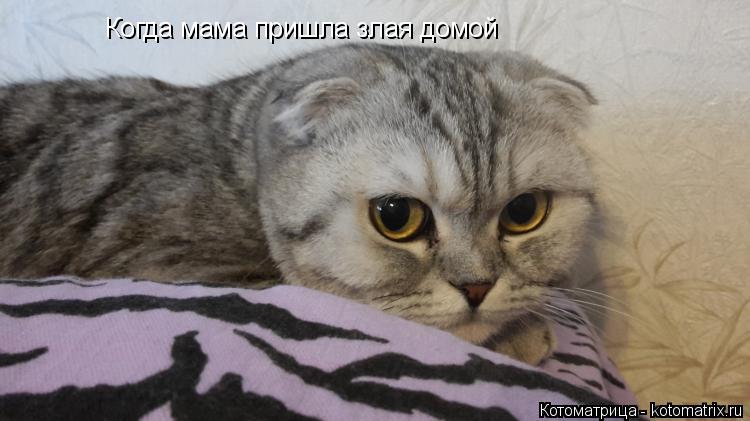 Котоматрица: Когда мама пришла злая домой