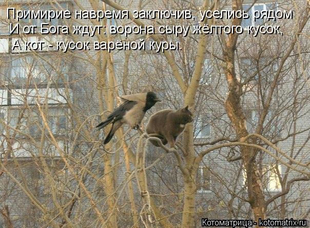 Примирие навремя заключив, уселись рядом И от Бога ждут: ворона сыру жёлтого кусок, А кот - кусок вар... Котоматрица: Примирие навремя заключив, уселись рядом И от Бога ждут: ворона сыру жёлтого кусок, А кот - кусок варёной куры.