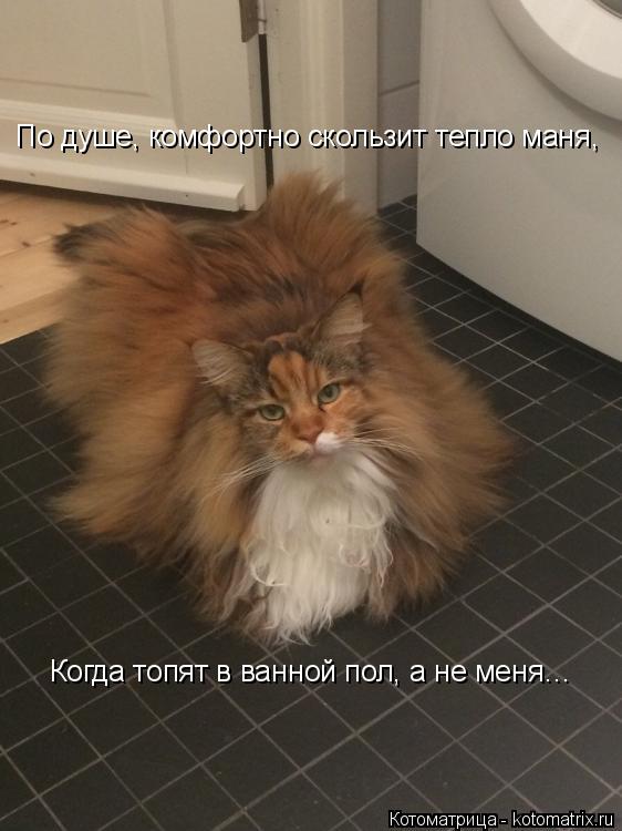 Котоматрица: По душе, комфортно скользит тепло маня, Когда топят в ванной пол, а не меня…