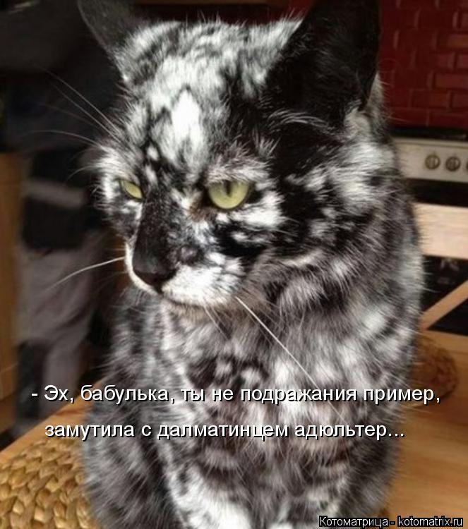 Котоматрица: - Эх, бабулька, ты не подражания пример, замутила с далматинцем адюльтер...