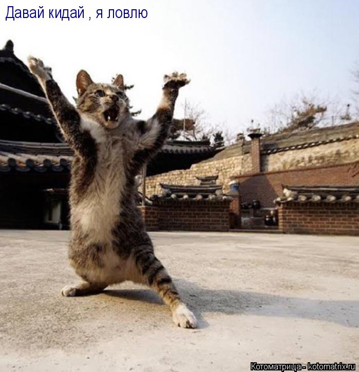 Котоматрица: Давай кидай , я ловлю
