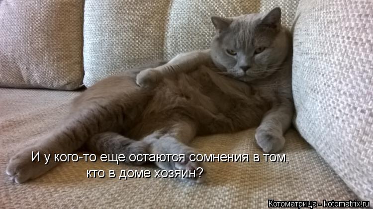 И у кого-то еще остаются сомнения в том, И у кого-то еще остаются сомнения в том, кто в доме хозяин?... Котоматрица: И у кого-то еще остаются сомнения в том, И у кого-то еще остаются сомнения в том, кто в доме хозяин?