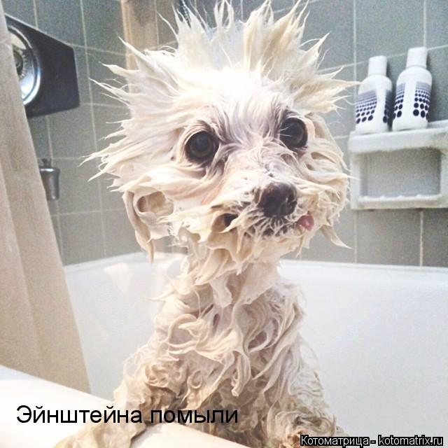 Эйнштейна помыли... Котоматрица: Эйнштейна помыли