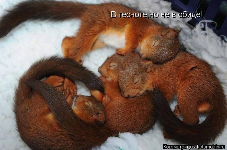 В тесноте,но не в обиде!... Котоматрица: В тесноте,но не в обиде!