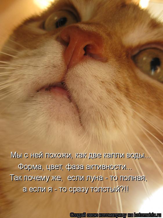 Котоматрица: Мы с ней похожи, как две капли воды... Форма, цвет, фаза активности... Так почему же,  если луна - то полная, а если я - то сразу толстый?!!