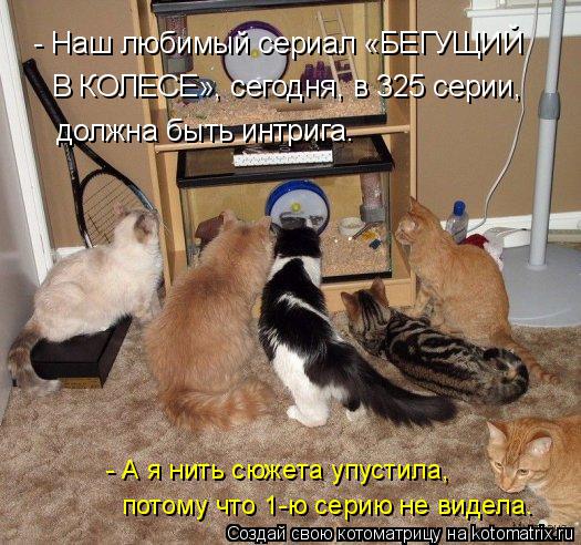Котоматрица: - Наш любимый сериал «БЕГУЩИЙ В КОЛЕСЕ», сегодня, в 325 серии, должна быть интрига. - А я нить сюжета упустила,  потому что 1-ю серию не видела.