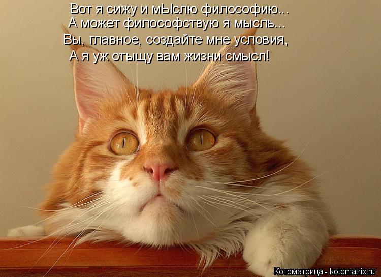 Вот я сижу и мЫслю философию... А может философствую я мысль... Вы, главное, создайте мне условия, А ... Котоматрица: Вот я сижу и мЫслю философию... А может философствую я мысль... Вы, главное, создайте мне условия, А я уж отыщу вам жизни смысл!