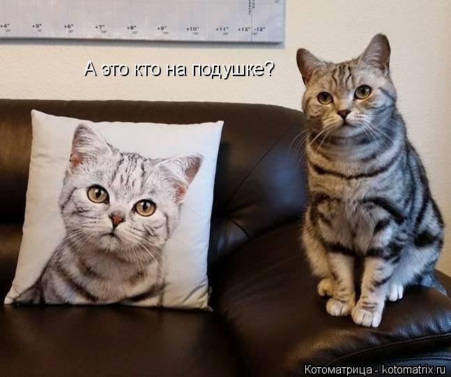 Котоматрица: А это кто на подушке?