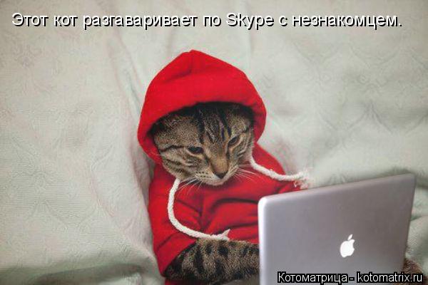 Котоматрица: Этот кот разгаваривает по Skype с незнакомцем.