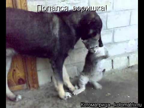 Котоматрица: Попался, воришка!