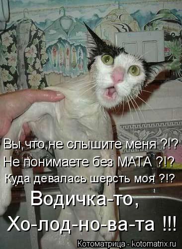 Котоматрица: Вы,что,не слышите меня ?!? Не понимаете без МАТА ?!? Куда девалась шерсть моя ?!? Водичка-то, Хо-лод-но-ва-та !!!