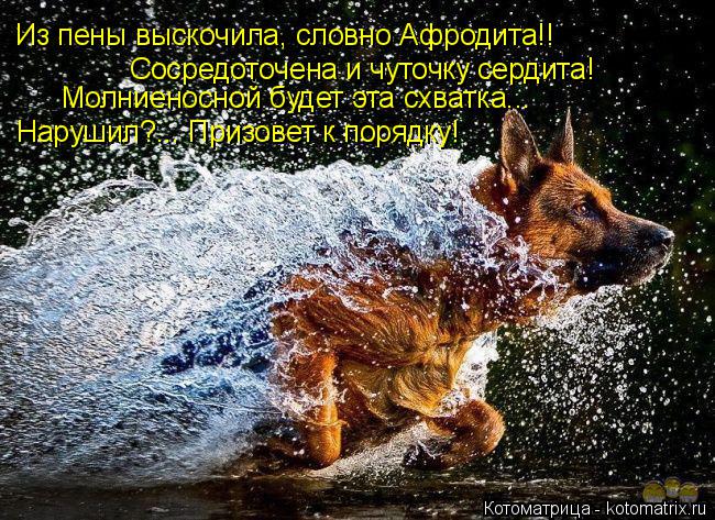 Котоматрица: Из пены выскочила, словно Афродита!! Сосредоточена и чуточку сердита! Молниеносной будет эта схватка... Нарушил?... Призовет к порядку!