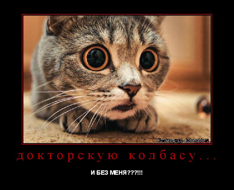 Котоматрица: докторскую колбасу... И БЕЗ МЕНЯ???!!!