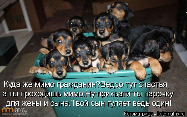 Котоматрица: Куда же мимо гражданин?Ведро тут счастья, для жены и сына.Твой сын гуляет ведь один! а ты проходишь мимо.Ну прихвати ты парочку