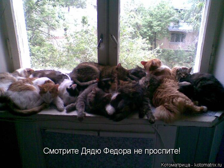 Котоматрица: Смотрите Дядю Федора не проспите!